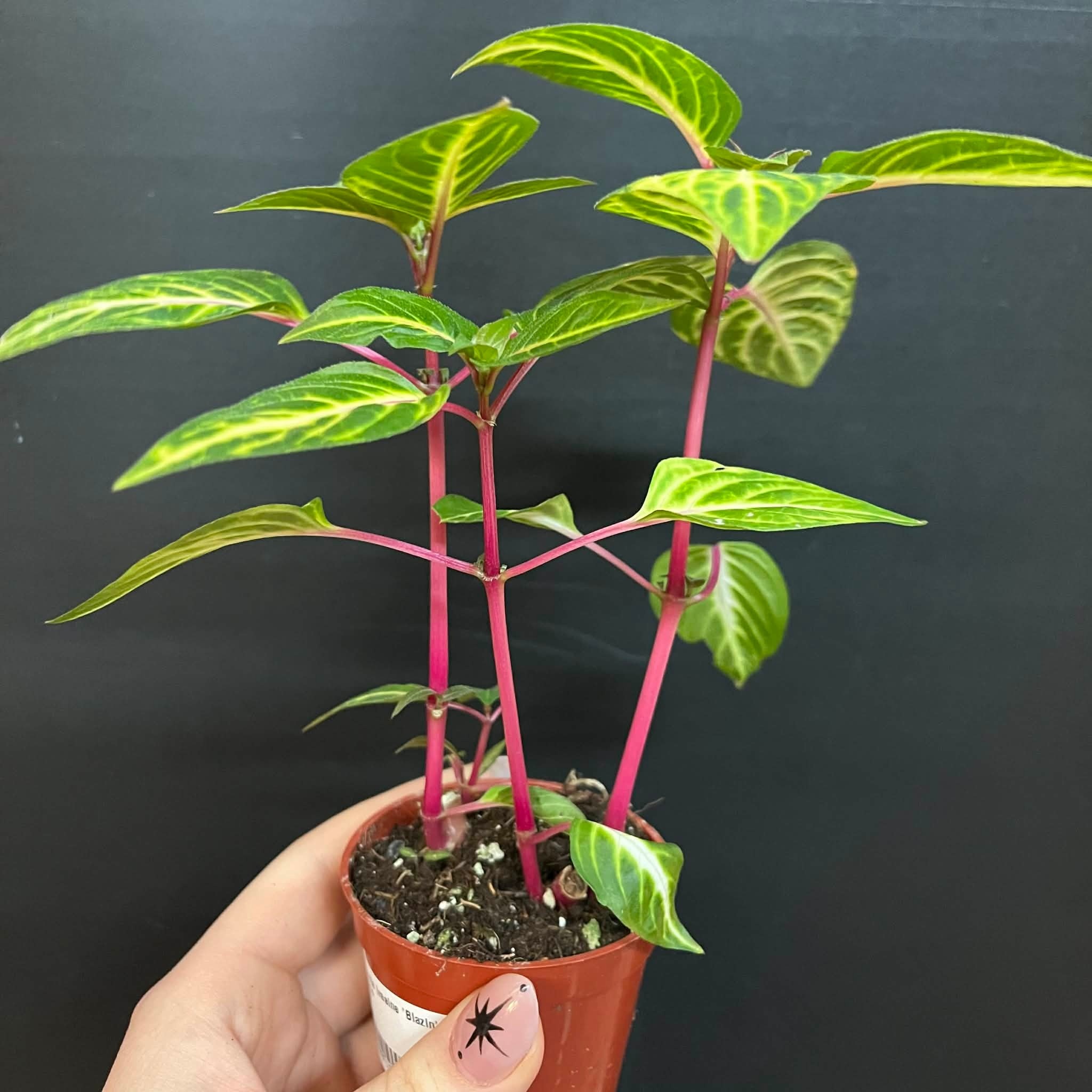 Magazoo Plante Iresine 'Blazin' Lime