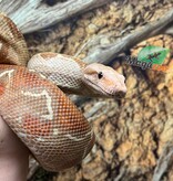 Magazoo Boa constricteur central Hypo (environ 5 ans  (Adoption - 2ième chance)