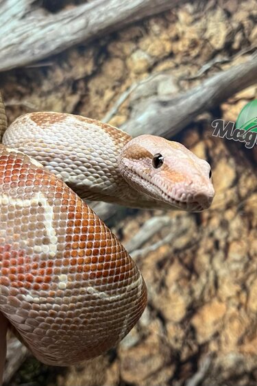 Magazoo Boa constrictor (hypo) (approximately 5 years old)