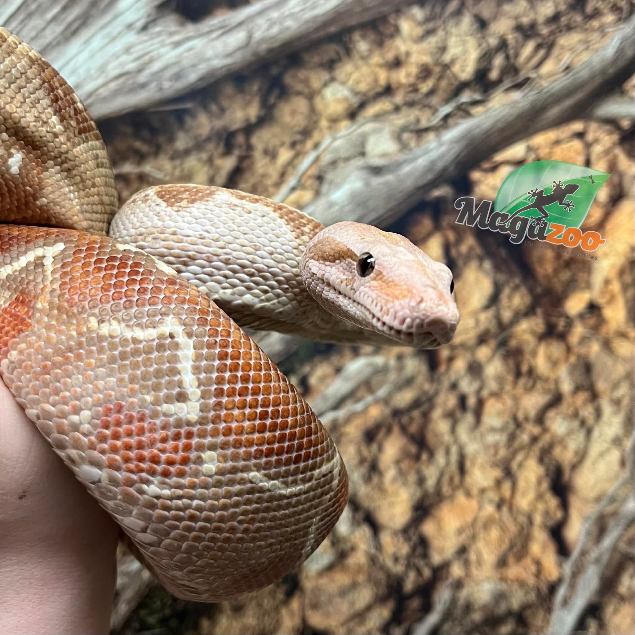 Magazoo Boa constrictor (hypo) (approximately 5 years old)