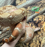 Magazoo Boa constricteur central Hypo (environ 5 ans  (Adoption - 2ième chance)