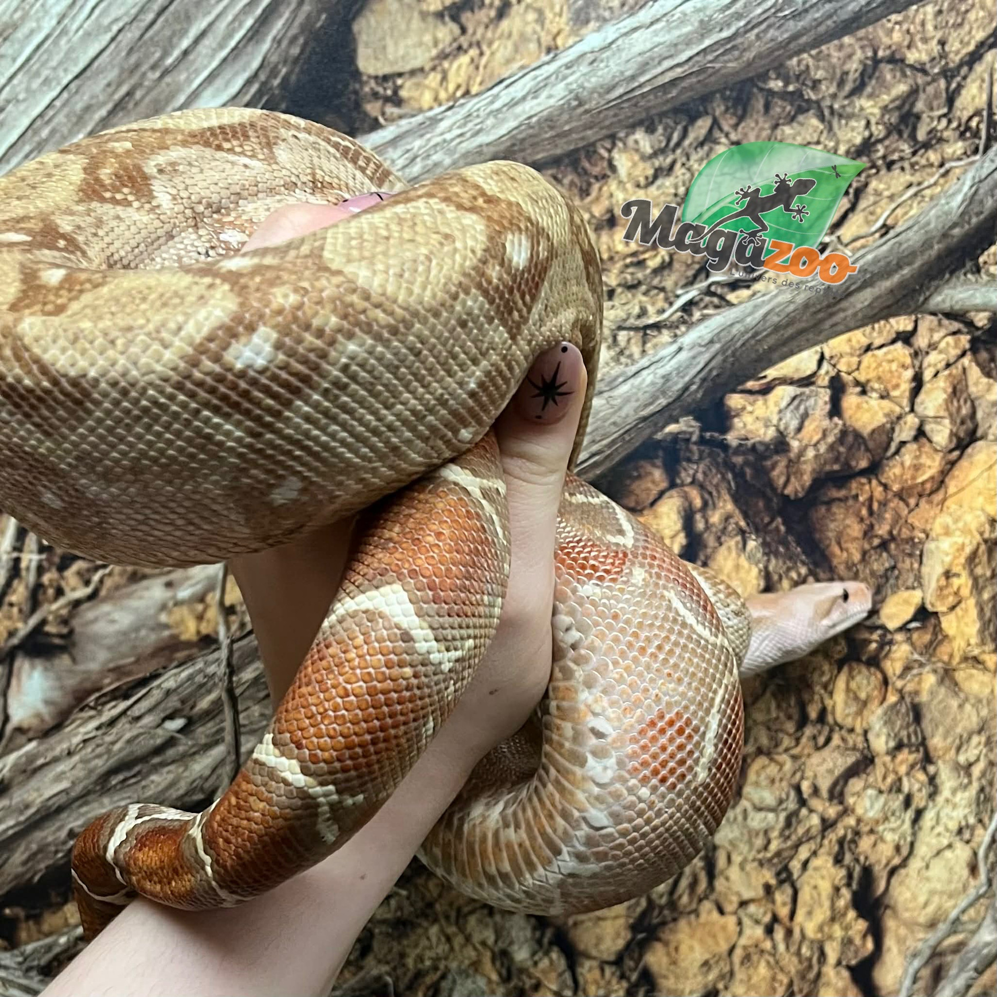Magazoo Boa constrictor (hypo) (approximately 5 years old)