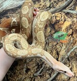 Magazoo Boa constrictor (hypo) (approximately 5 years old)