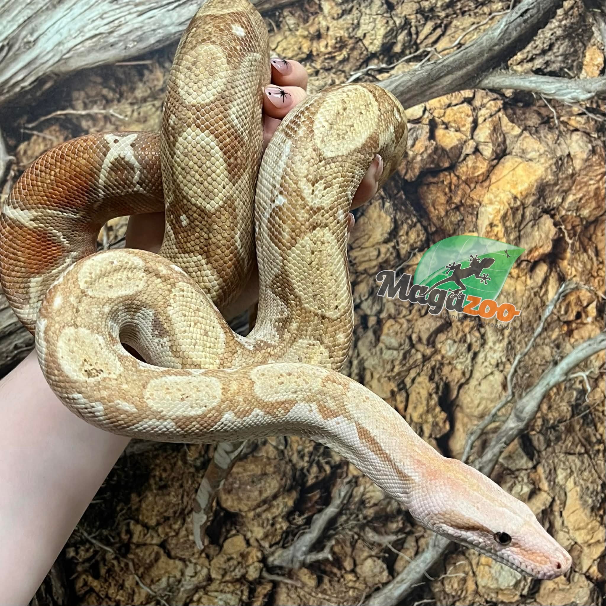 Magazoo Boa constrictor (hypo) (approximately 5 years old)