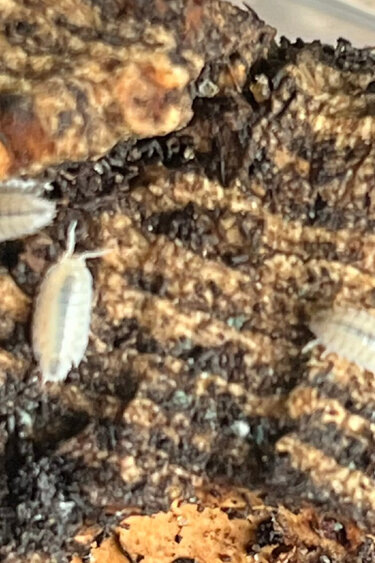 La Swamp Cloporte - Isopods  Dwarf White 20+