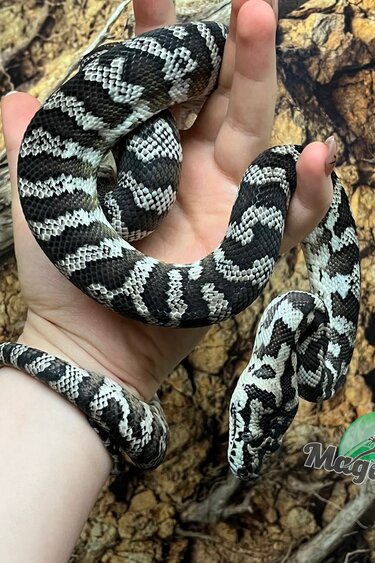 Magazoo Python tapis Indonésien Axanthique het. granite (Pure west papuan) Mâle #2