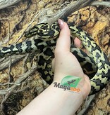 Magazoo Female Carpet Python Irian Jaya Indonesian (Pure west papuan Irian Jaya) #1