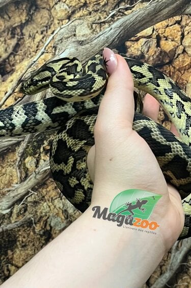 Magazoo Female Carpet Python Irian Jaya Indonesian (Pure west papuan Irian Jaya) #1
