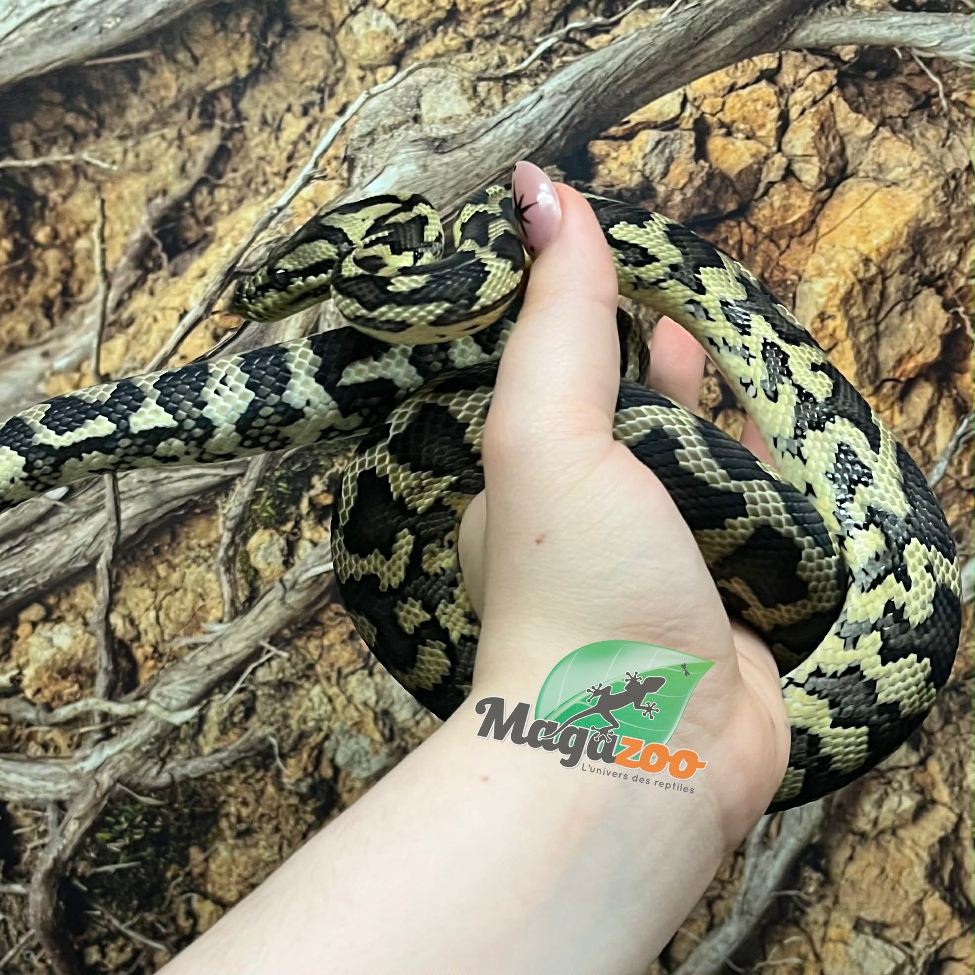 Magazoo Python tapis Irian Jaya Indonésien (Pure west papuan Irian Jaya) Femelle #1