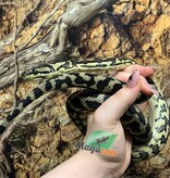 Magazoo Female Carpet Python Irian Jaya Indonesian (Pure west papuan Irian Jaya) #1