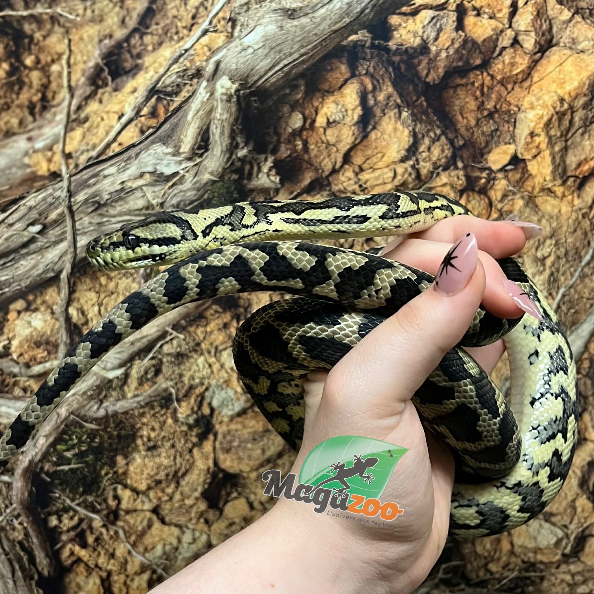 Magazoo Female Carpet Python Irian Jaya Indonesian (Pure west papuan Irian Jaya) #1