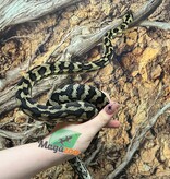 Magazoo Female Carpet Python Irian Jaya Indonesian (Pure west papuan Irian Jaya) #1