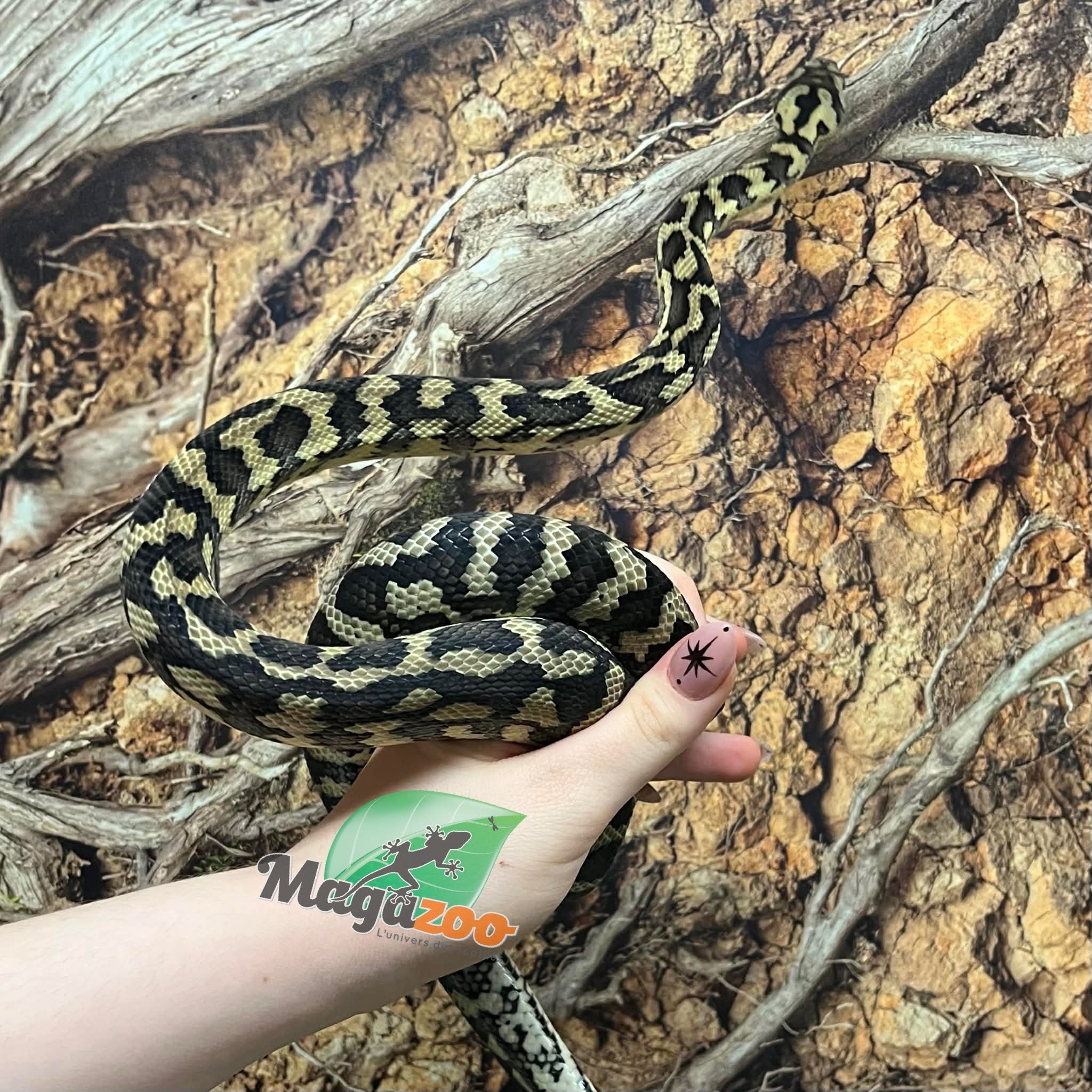 Magazoo Female Carpet Python Irian Jaya Indonesian (Pure west papuan Irian Jaya) #1