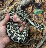 Magazoo Male Irian Jaya Indonesian carpet python (Pure west papuan Irian Jaya) #1