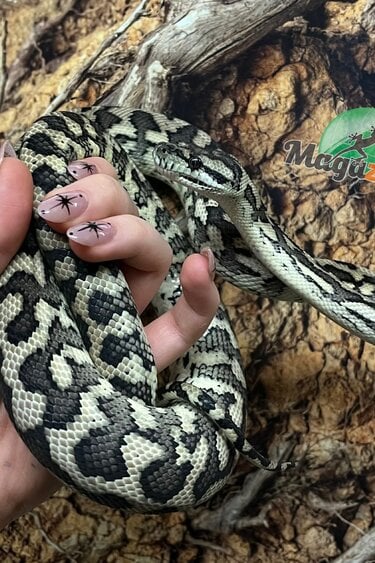 Magazoo Male Irian Jaya Indonesian carpet python (Pure west papuan Irian Jaya) #1