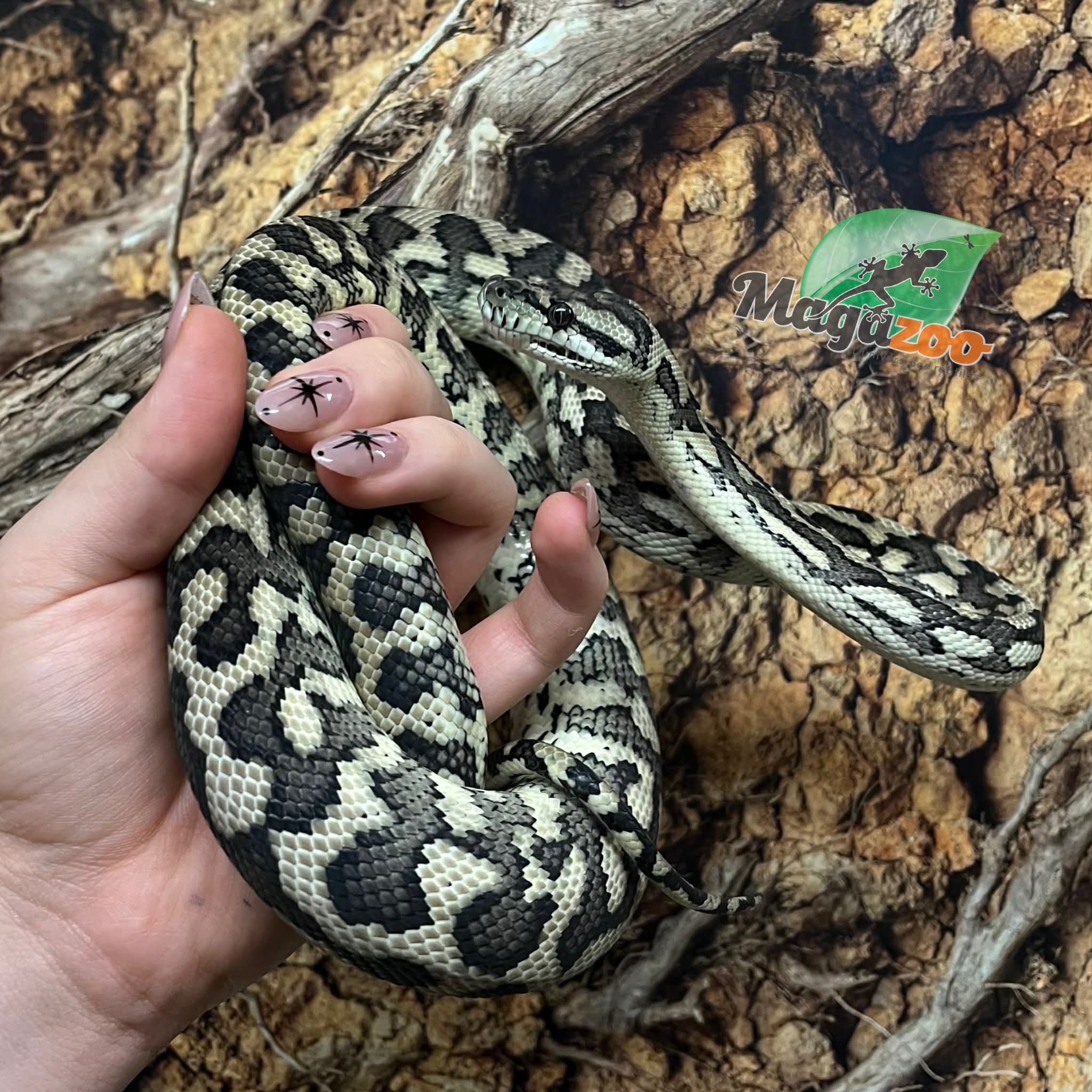 Magazoo Male Irian Jaya Indonesian carpet python (Pure west papuan Irian Jaya) #1