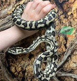 Magazoo Male Irian Jaya Indonesian carpet python (Pure west papuan Irian Jaya) #1