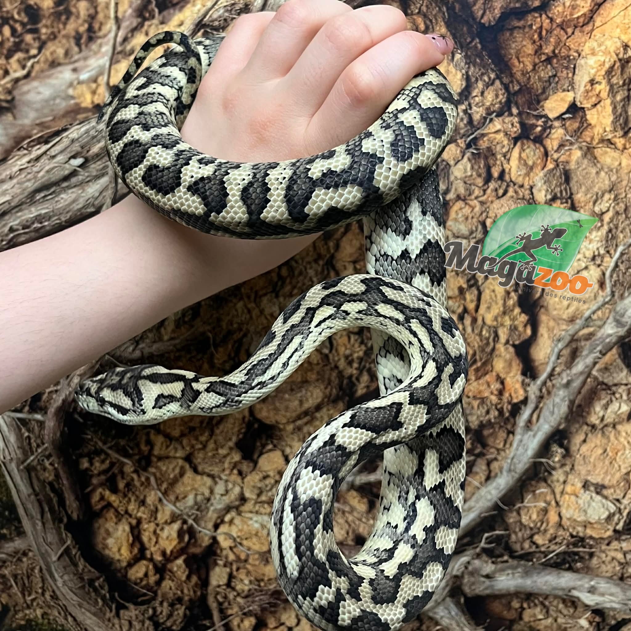Magazoo Male Irian Jaya Indonesian carpet python (Pure west papuan Irian Jaya) #1