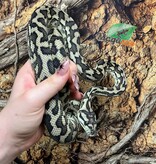 Magazoo Male Irian Jaya Indonesian carpet python (Pure west papuan Irian Jaya) #1