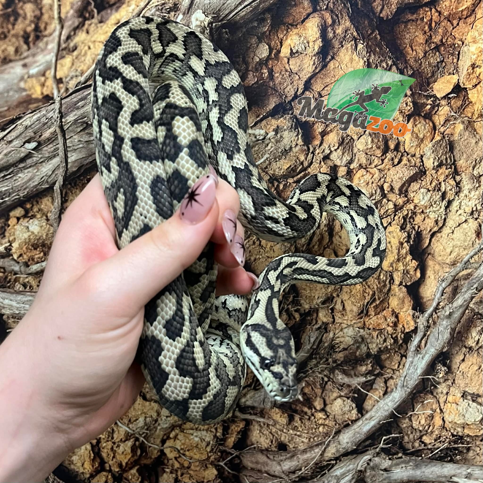 Magazoo Male Irian Jaya Indonesian carpet python (Pure west papuan Irian Jaya) #1