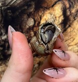 Magazoo Bernard l'hermite Indonésien