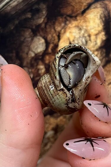 Magazoo Indonesian Hermit crab