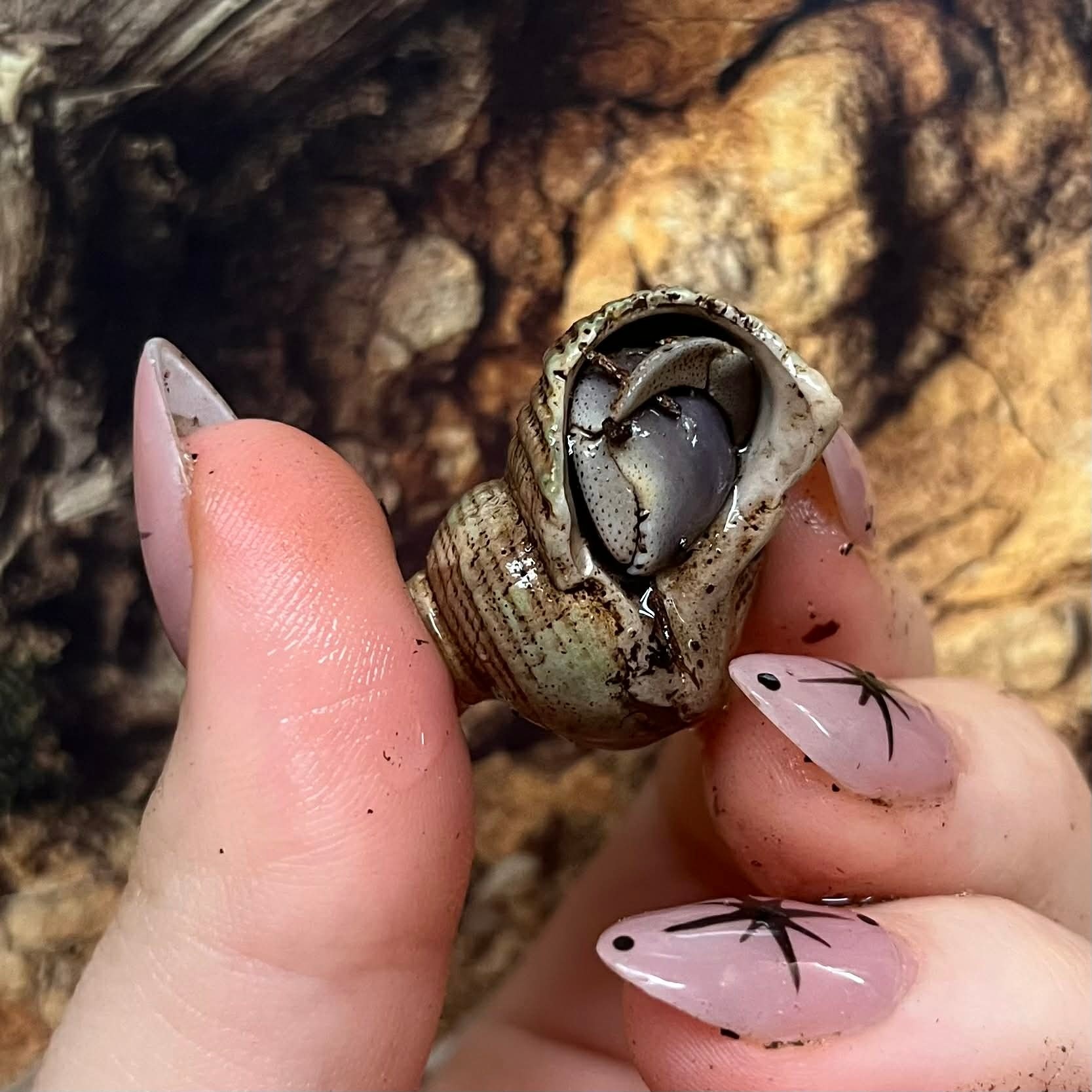 Magazoo Indonesian Hermit crab