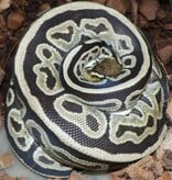 Magazoo Cypress HRA Het Genetic Stripe Female 2021 Ball Python / 2nd Chance - Adoption