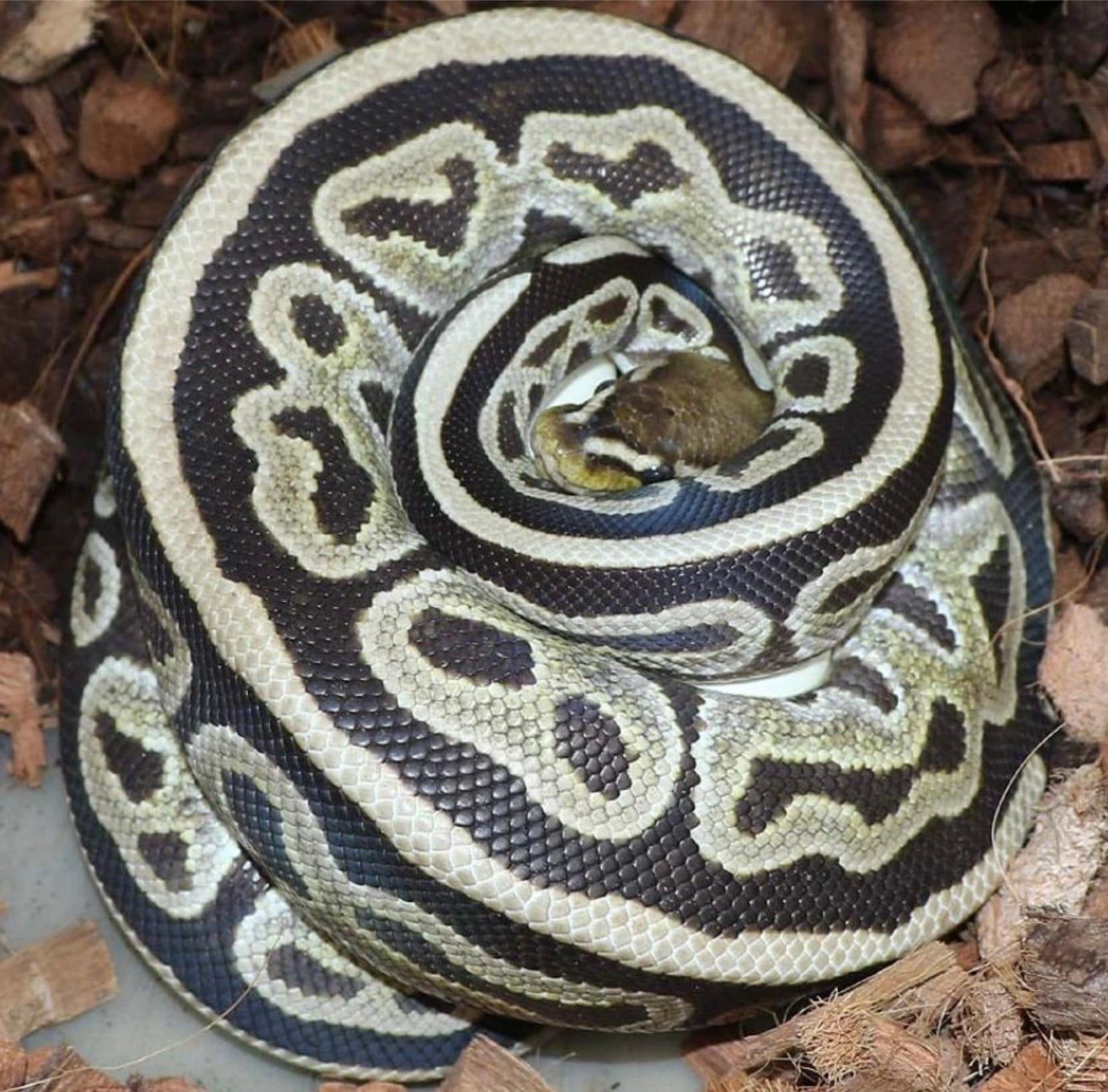 Magazoo Cypress HRA Het Genetic Stripe Female 2021 Ball Python / 2nd Chance - Adoption