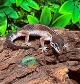 Magazoo Gecko léopard Mélanistique Mâle 04/01/26