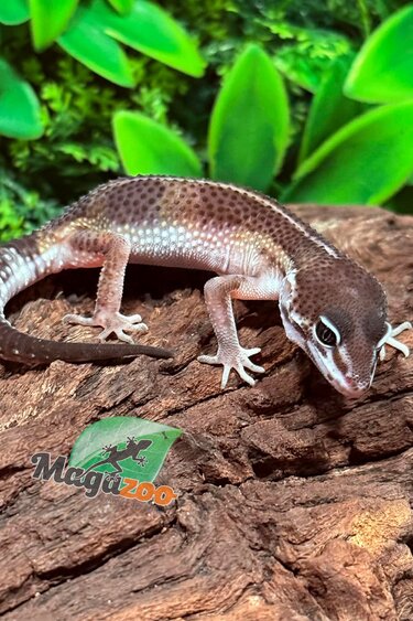 Magazoo Melanistic Male Gecko Leopard 01/04/26