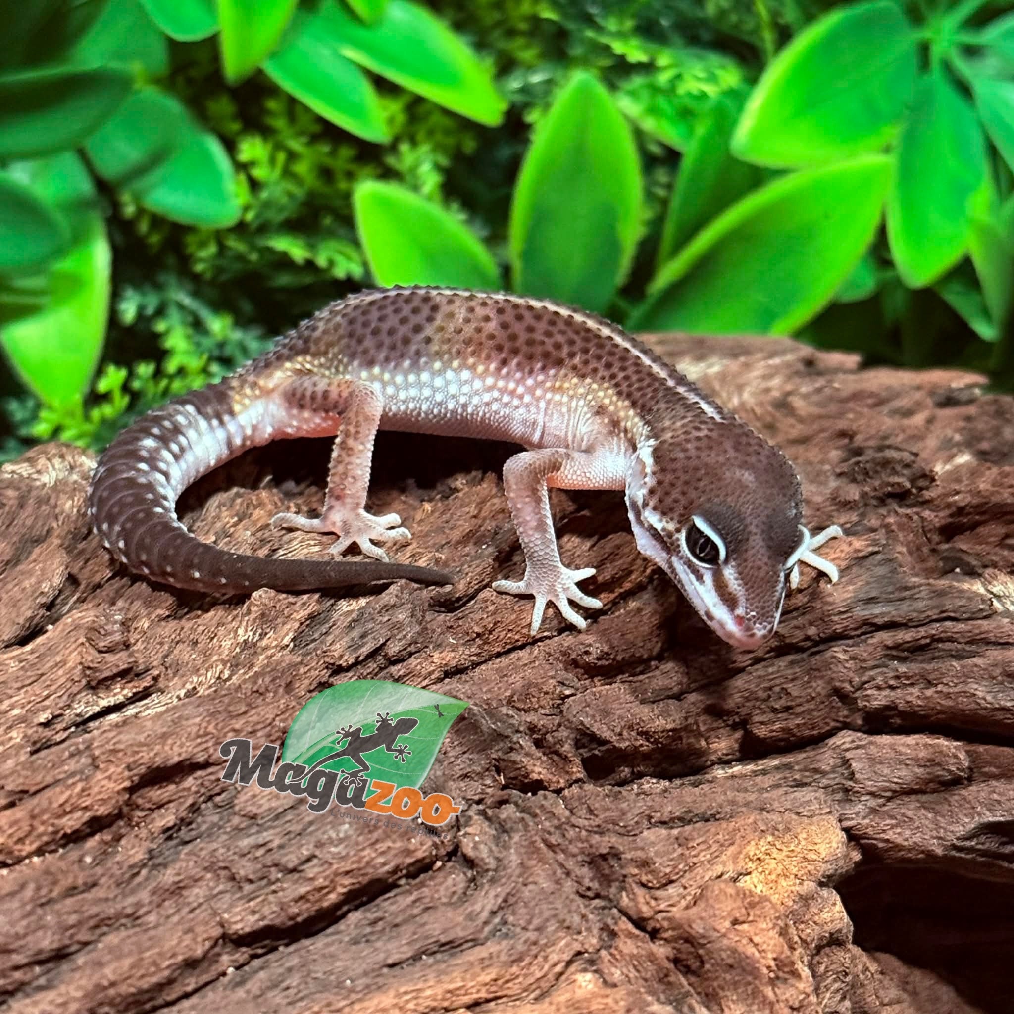 Magazoo Melanistic Male Gecko Leopard 01/04/26
