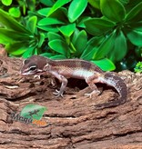 Magazoo Melanistic Male Gecko Leopard 01/04/26