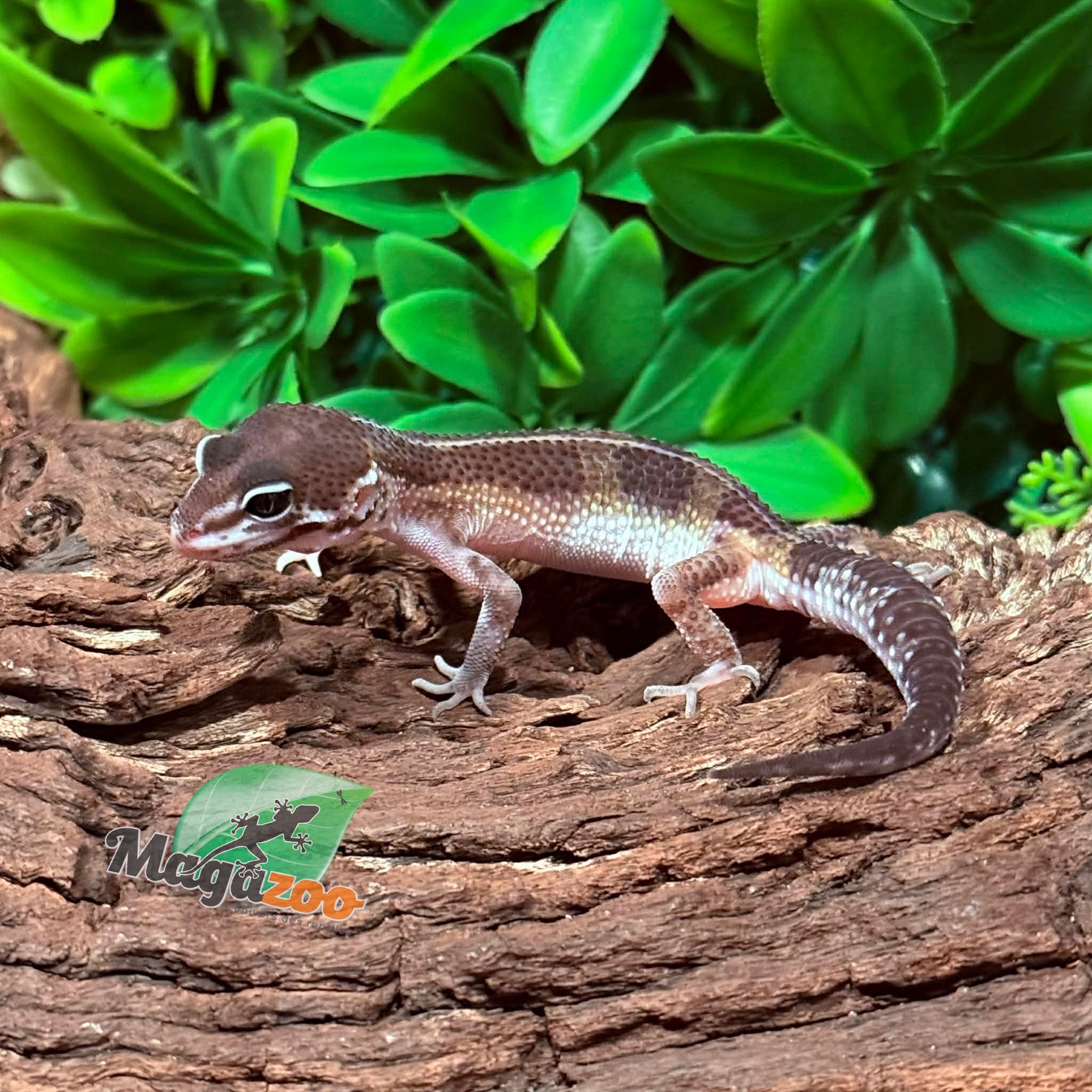 Magazoo Melanistic Male Gecko Leopard 01/04/26