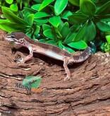 Magazoo Gecko léopard Mélanistique Mâle 04/01/26