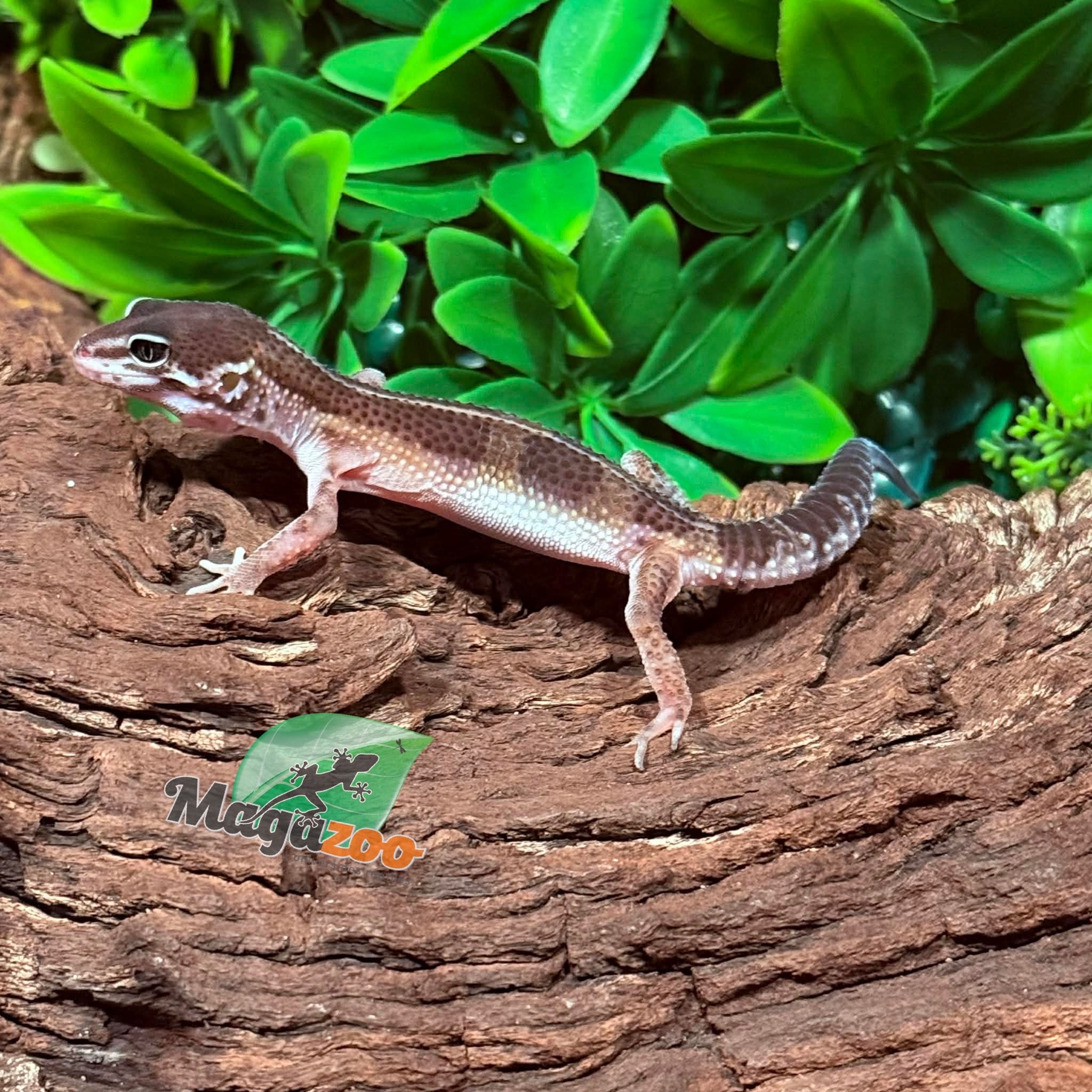 Magazoo Melanistic Male Gecko Leopard 01/04/26