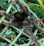 Magazoo Male Mature Guyana pink toe tarantula/Avicularia avicularia