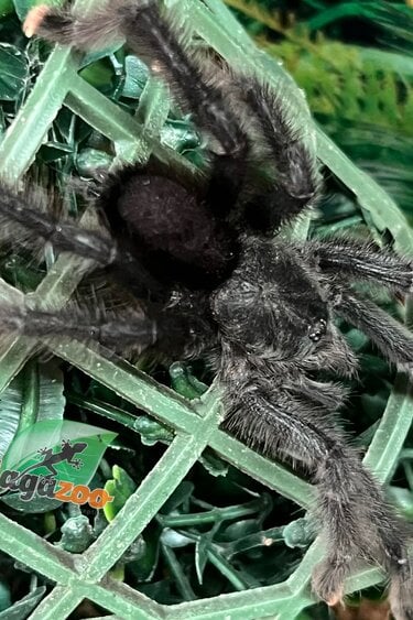 Magazoo Mygale à orteil rose Mâle mature/Avicularia avicularia