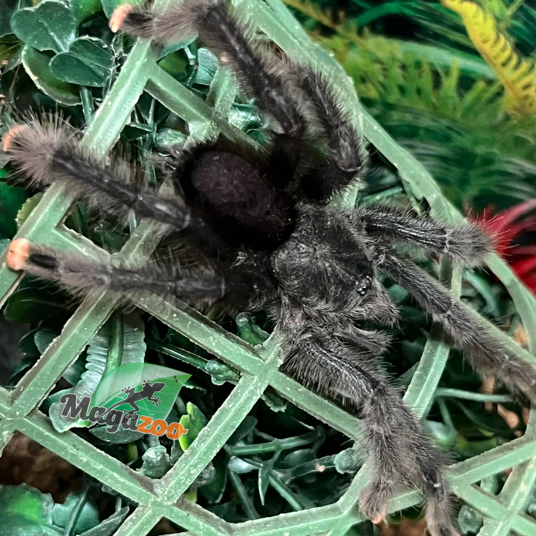 Magazoo Mygale à orteil rose Mâle mature/Avicularia avicularia