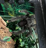 Magazoo Male Mature Guyana pink toe tarantula/Avicularia avicularia
