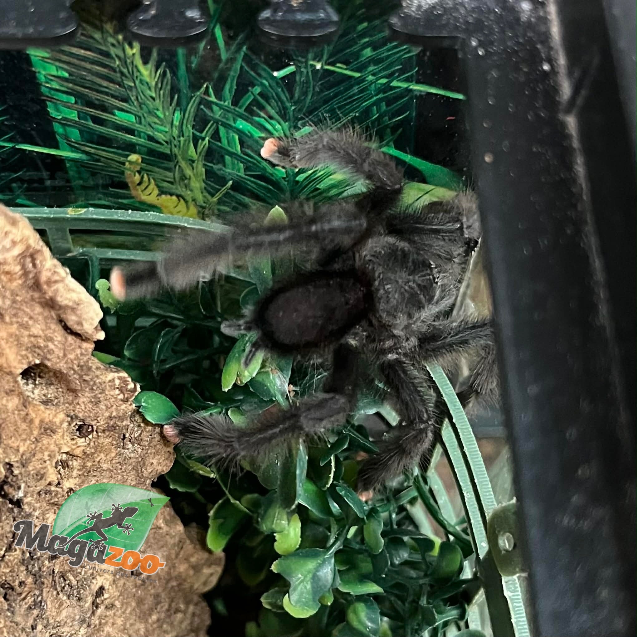 Magazoo Mygale à orteil rose Mâle mature/Avicularia avicularia