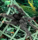 Magazoo Male Mature Guyana pink toe tarantula/Avicularia avicularia