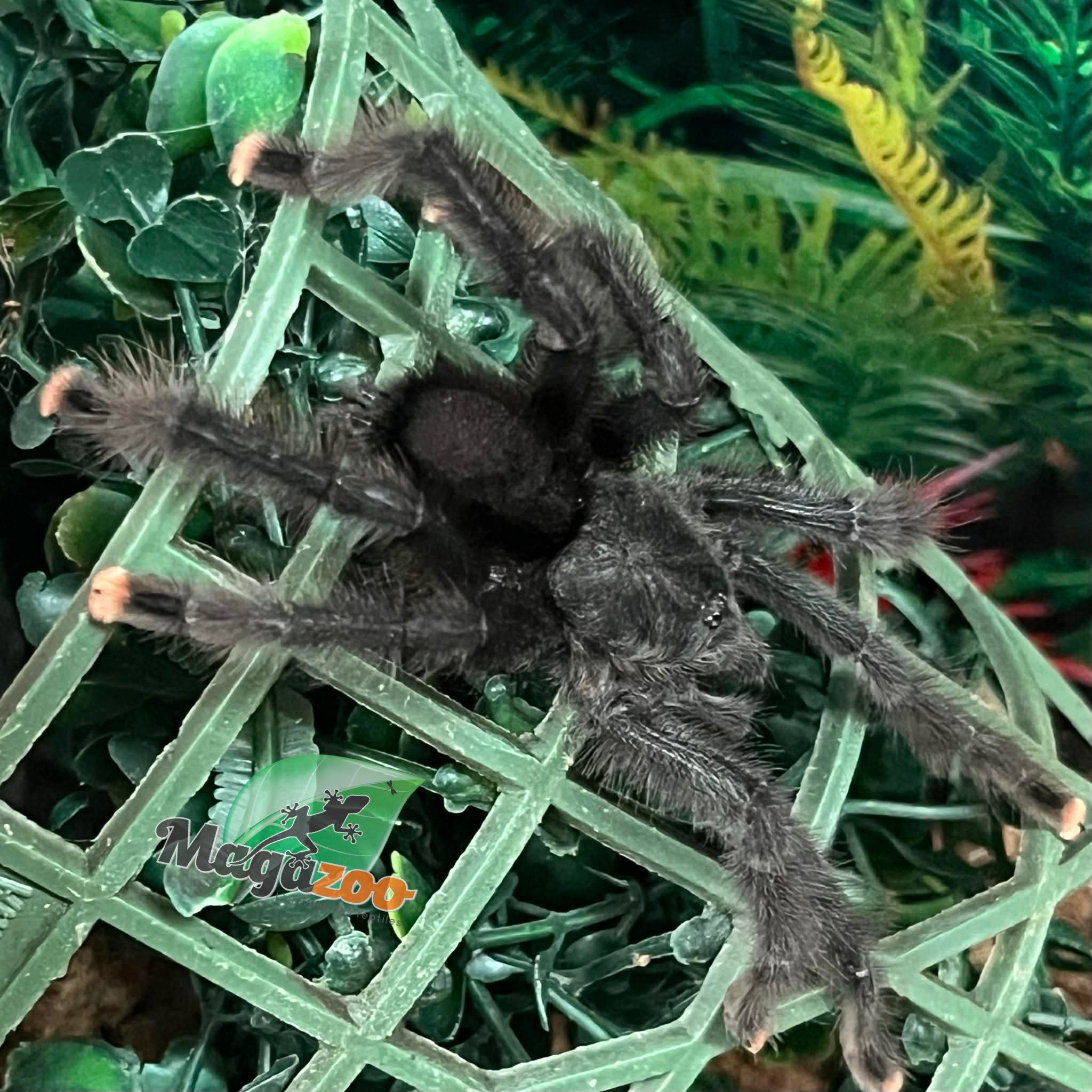 Magazoo Male Mature Guyana pink toe tarantula/Avicularia avicularia
