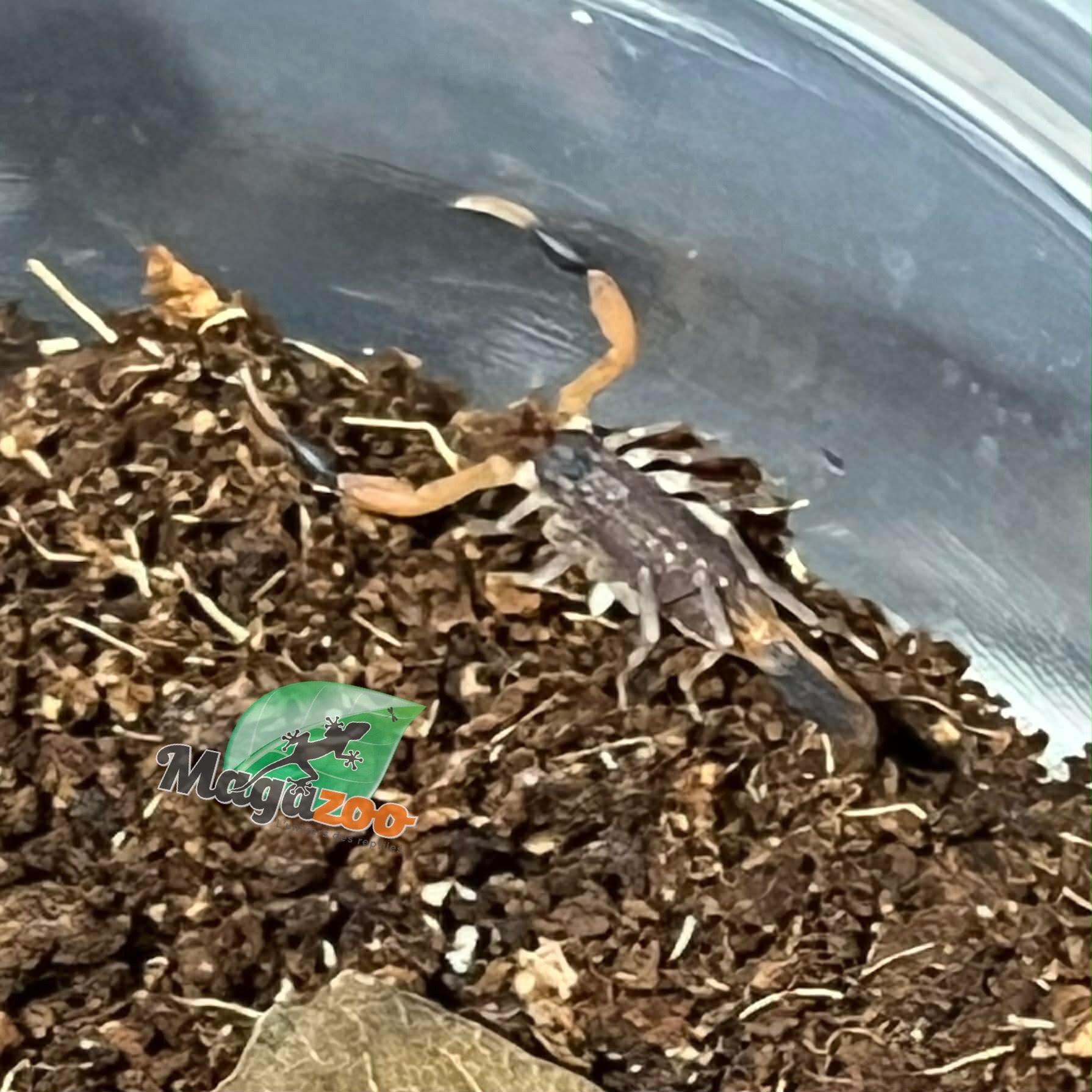 Magazoo Baby Togo  Fat tail  scorpion Captive Born / Androctonus togoensis