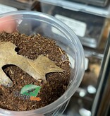 Magazoo Baby Togo  Fat tail  scorpion Captive Born / Androctonus togoensis