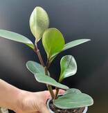 Magazoo Peperomia 'Black Knight' 10cm Plant