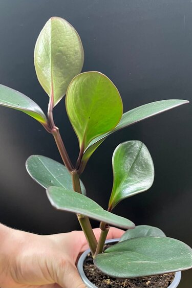 Magazoo Peperomia 'Black Knight' 10cm Plant