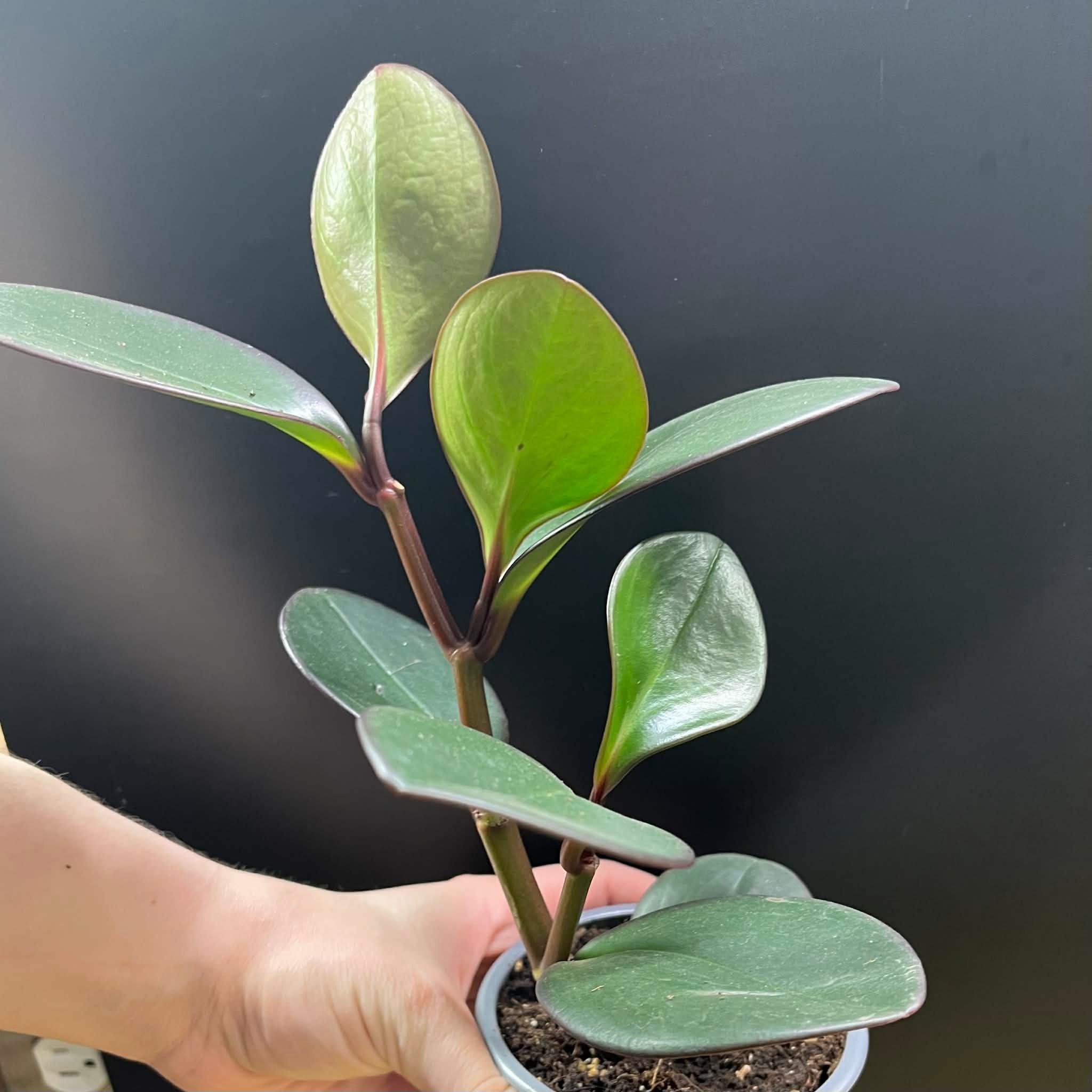 Magazoo Peperomia 'Black Knight' 10cm Plant