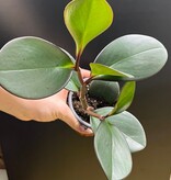 Magazoo Plante Peperomia 'Black Knight' 10cm