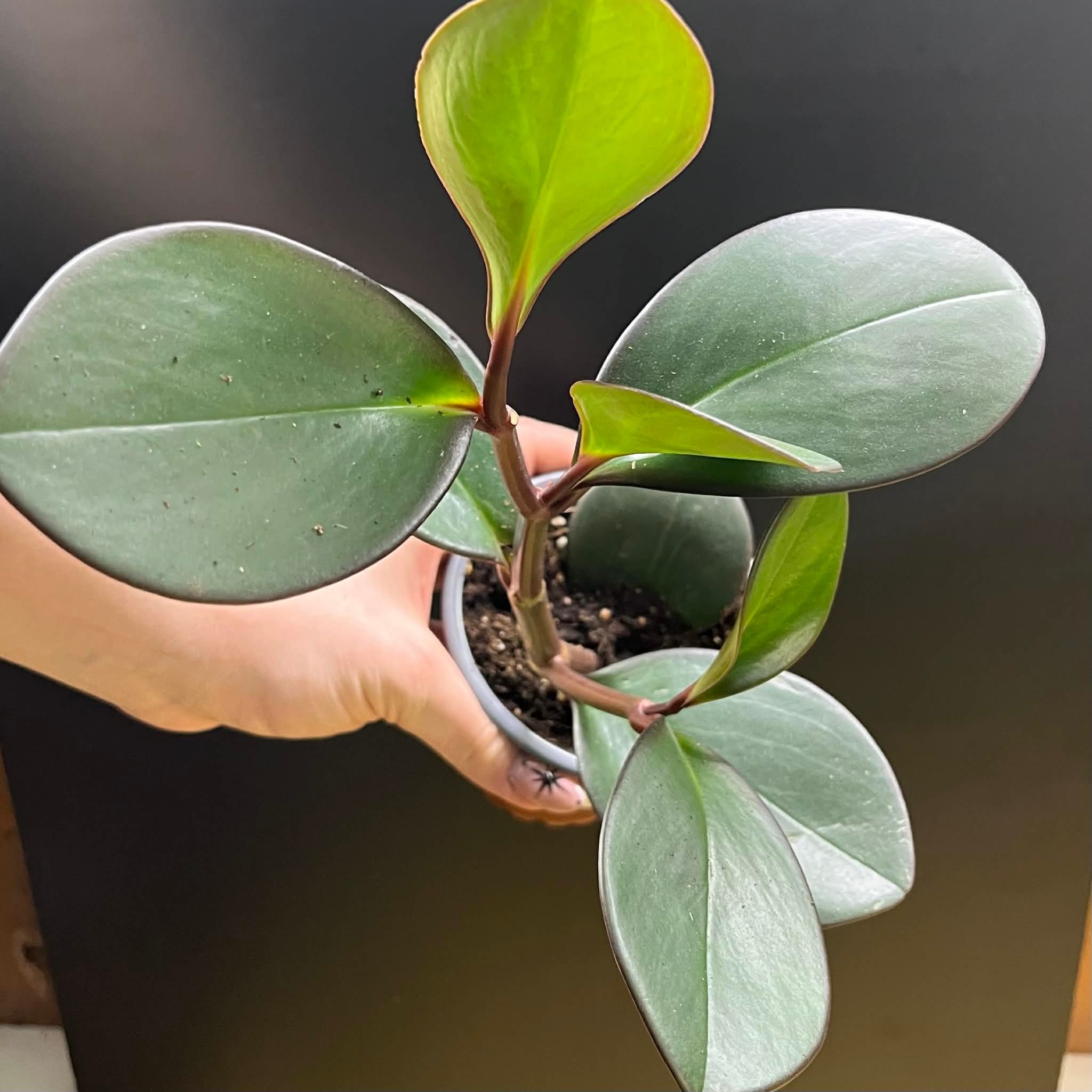 Magazoo Peperomia 'Black Knight' 10cm Plant